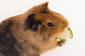 Sticker - Red guinea pig