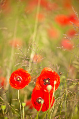 Fotomurales - close up poppies in a green field