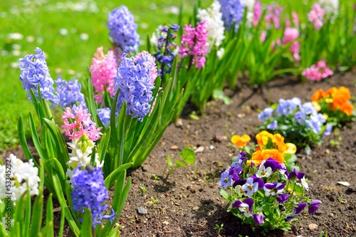 Obraz w ramie hyacinth flowers close-up in the garden