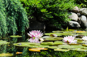 Wall Mural - water lily