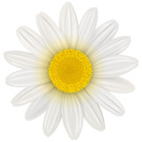 Daisy flower isolated