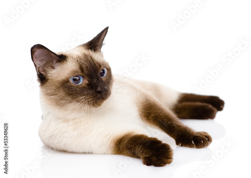 Fotografía siamese cat. isolated on white background