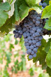 © zothen - Racimo de uvas