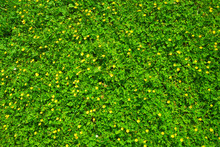 Spring Green Grass Texture With Flowers