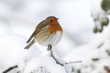 Sticker - Robin, Erithacus rubecula