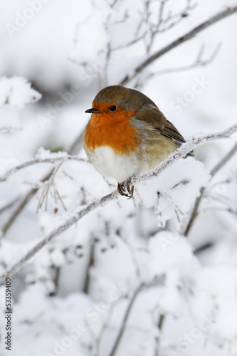 Obraz w ramie Robin, Erithacus rubecula