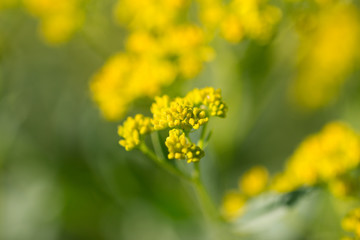 beautiful yellow flower in nature