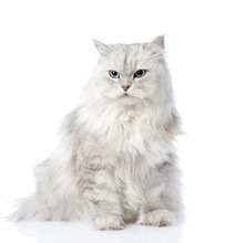 Gray Persian Cat Looking Away. Isolated On White Background