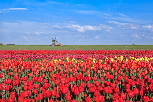 Plakat na papierze fotorealistycznym Czerwone, różowe, żółte pola tulipanów i wiatrak