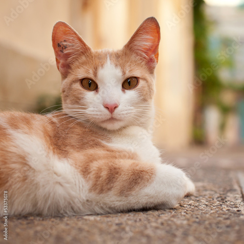 Jeune Chat Tatoue A L Oreille Stock Photo Adobe Stock