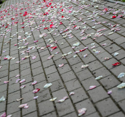 Naklejka kwiat rose tło ozdoba asfalt