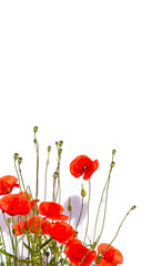 Fotomurales - Isolated red poppies