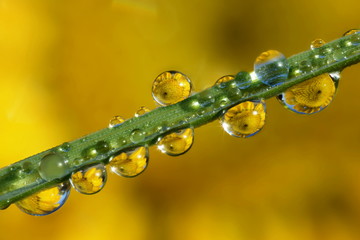 riflesso di fiore su rugiada