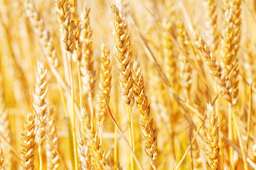 Field of golden rye close-up