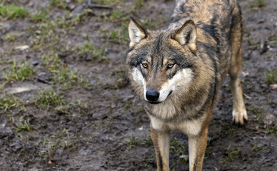  Eurasian wolf