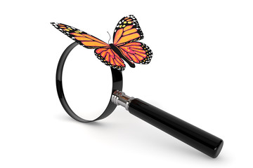 Fototapete - Butterfly with magnifying glass
