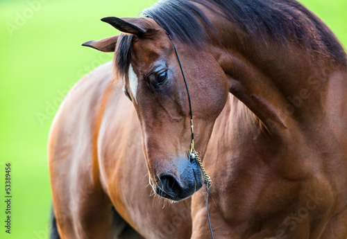 Naklejka na szybę Trakehner horse portrait