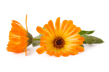 Wall Mural - Orange Ringelblumen