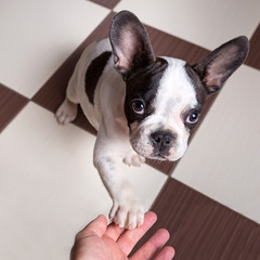 Wall Mural - French bulldog puppy giving a paw