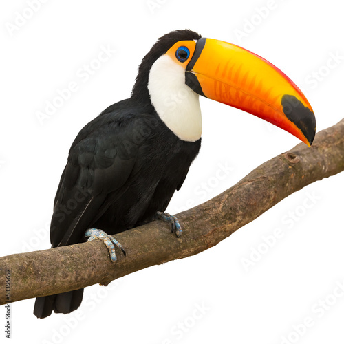 Foto-Tischdecke - Toucan (von Scanrail)