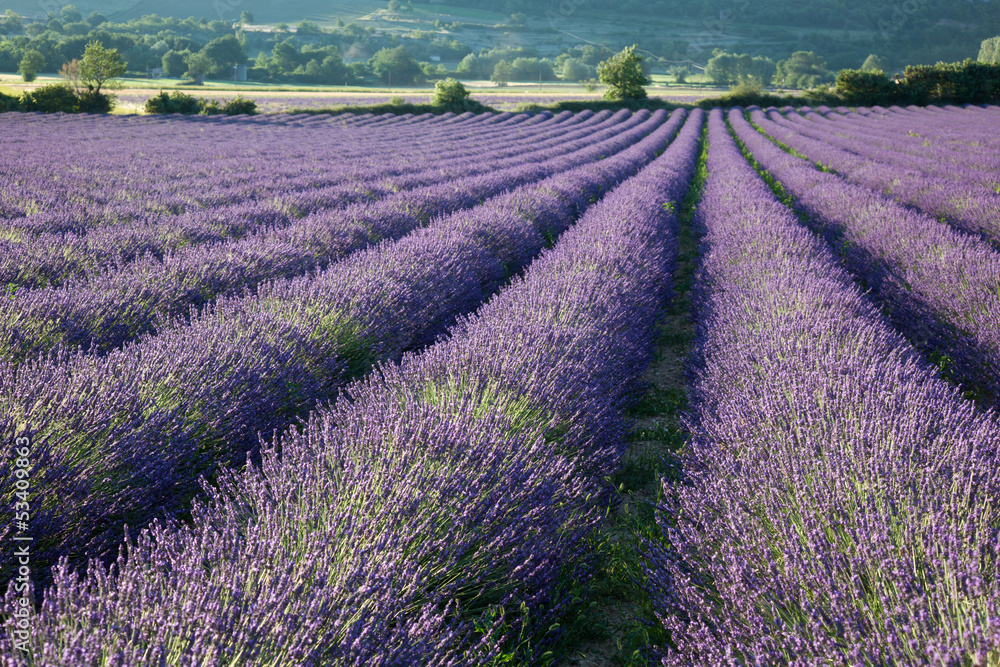 Provence - Champ de Lavande