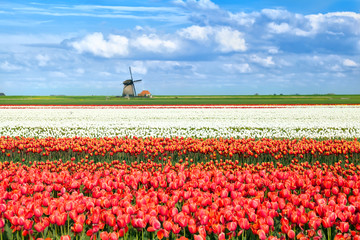 Poster - colorful tulip fields in Alkmaar