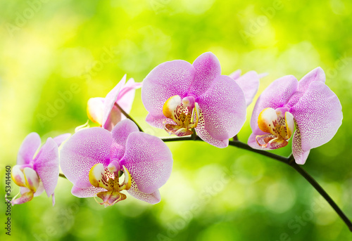Board z aluminiowym obramowaniem Różowa orchidea