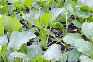 Chinese Cabbage PAI TSAI