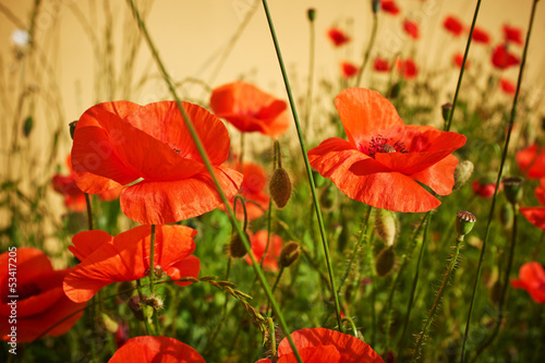Board z aluminiowym obramowaniem Pole kwiatów maku papaver rhoeas na wiosnę