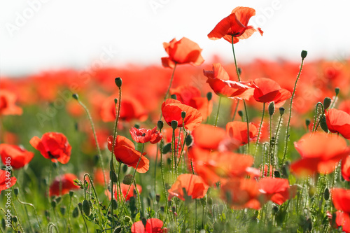 Naklejka ścienna Poppy flower in the meadow (wild poppy flower)