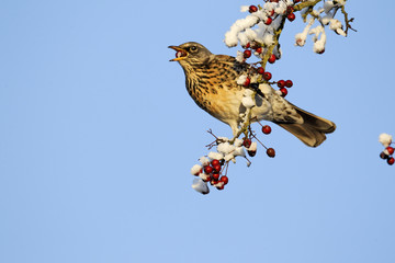 fieldfare, turdus pilaris, rowan berries
