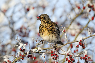 Wall Mural - Fieldfare, Turdus pilaris, rowan berries