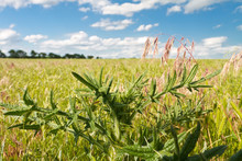Green Thistle In Kansas Pasture Field