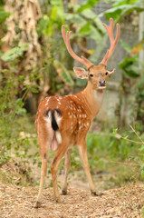 Sticker - male sika deer