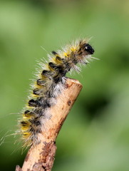 Sticker - Caterpillar on a Branch