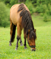 Wall Mural - Horse