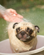 Dog Taking A Shower