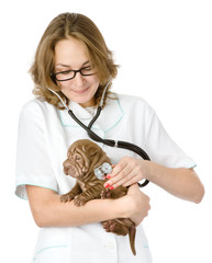 Wall Mural - Female veterinarian examining a sharpei puppy dog. isolated 