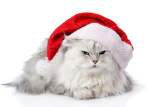 Christmas Cat In Red Santa Claus Cap Isolated On A White 