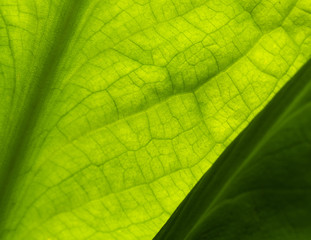 Canvas Print - Skunk Cabbage