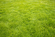 Belle pelouse neuve parfaite dans un jardin, fond et arrière-plan de jardinage et beau gazon vert, herbe verte