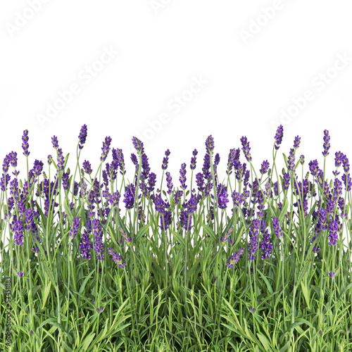 Obraz w ramie fresh lavender flowers isolated on white