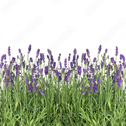 Naklejka na meble fresh lavender flowers isolated on white