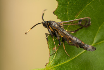 Wall Mural - Synanthedon spheciformis