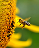 Fototapeta Tęcza - Bee