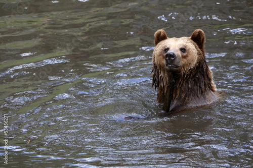 Board z aluminiowym obramowaniem Niedźwiedź brunatny w wodzie