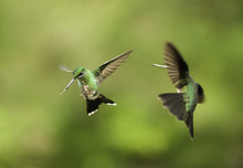 Hummingbirds Fighting