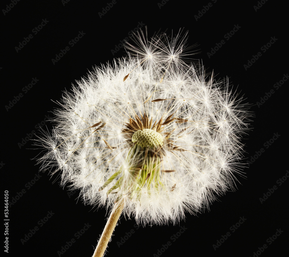 Beautiful dandelion with seeds on black background - obrazy, fototapety, plakaty 
