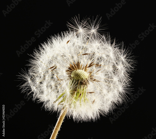 Board z aluminiowym obramowaniem Piękny dandelion z nasion na czarnym tle
