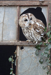 Wall Mural - Tawny owl, Strix aluco